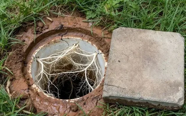 Tree roots growing through the joint of an earthenware drain